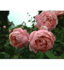 троянда Alnwick Rose