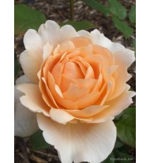 троянда Ambridge Rose