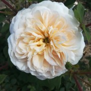 троянда Crocus Rose