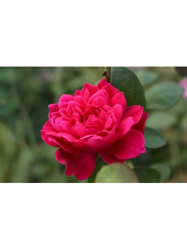 Троянда Софі роуз