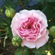троянда Wedgwood Rose