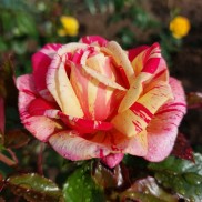 Троянда Броселіанд