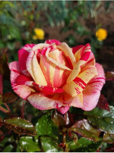 Троянда Броселіанд