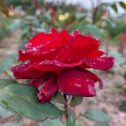 роза чайна Баркароле