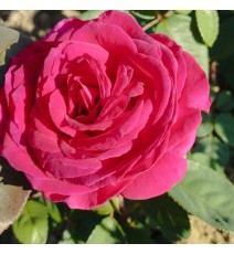 роза чайная Биг Перпл