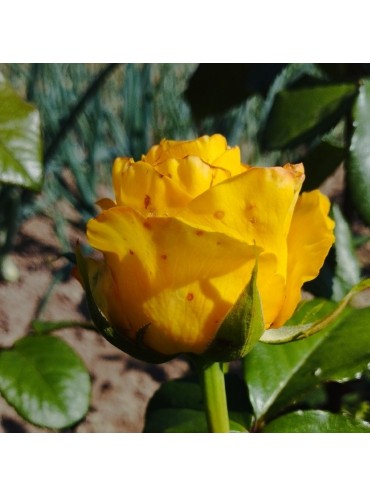 Троянда Керіо