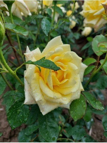 Троянда Ландора
