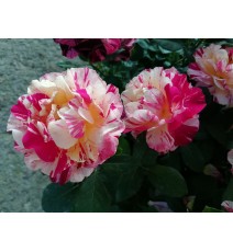 троянда Maurice Utrillo