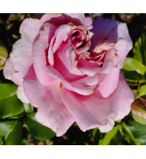Троянда Millie Rose