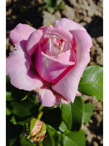 Троянда Міллі Роуз