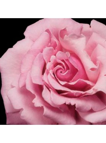 Троянда Парфум де Ліберті