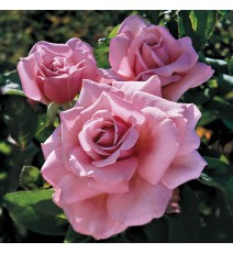 Троянда чайна Парфум де Ліберті