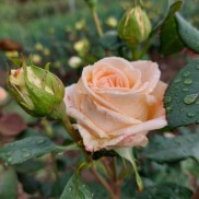 роза чайная Осиана