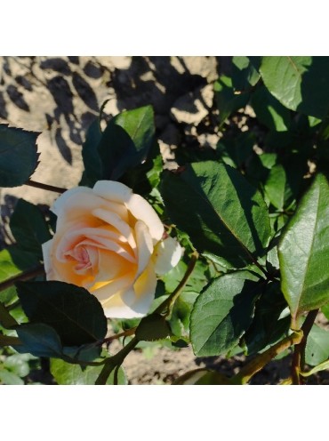 Троянда чайно-гібридна Осіана