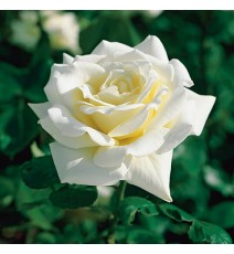 Троянда Поларштерн