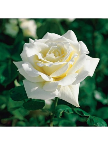 Троянда Поларштерн