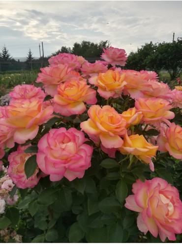 Троянда Жан Піат