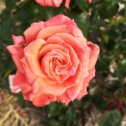 троянда Ann Henderson