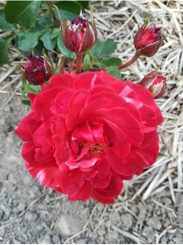 Троянда Брауні