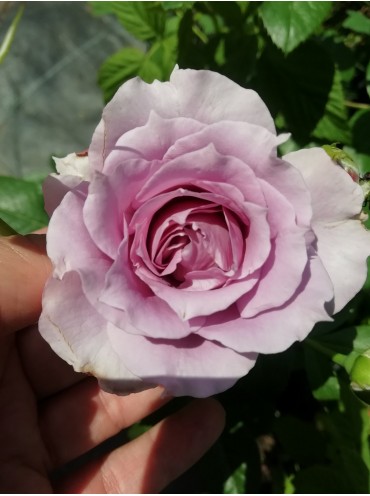 троянда Новаліс