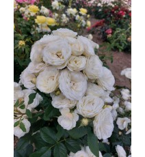 троянда Bouquet Parfait 