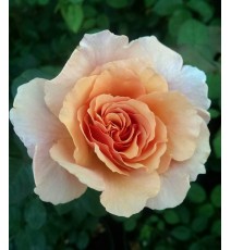 Троянда Пако Рабан