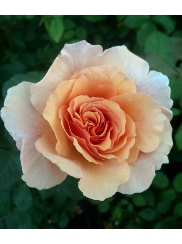 Троянда Пако Рабан