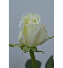 Троянда Аваланж (Avalanche)