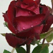 Троянда Госпел