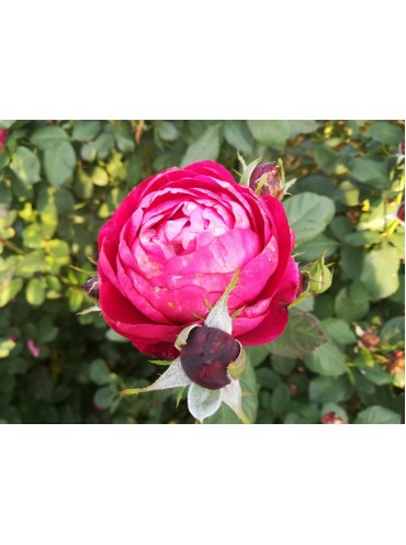 троянда шраб Бісантенер де Гійо