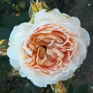 троянда Dany Hahn