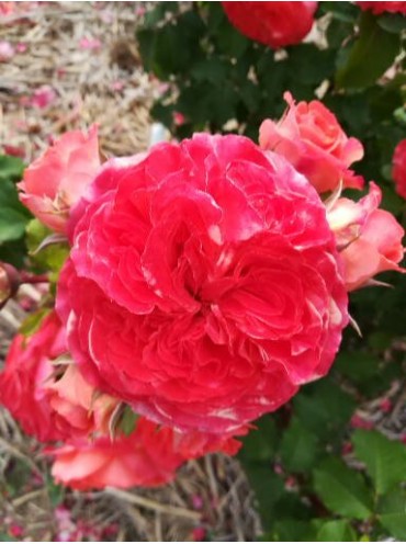Троянда Емільєн Гійо