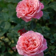 троянда Laurent Cabrol
