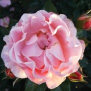 троянда Marie Curie