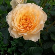 троянда Marjorie Marshall