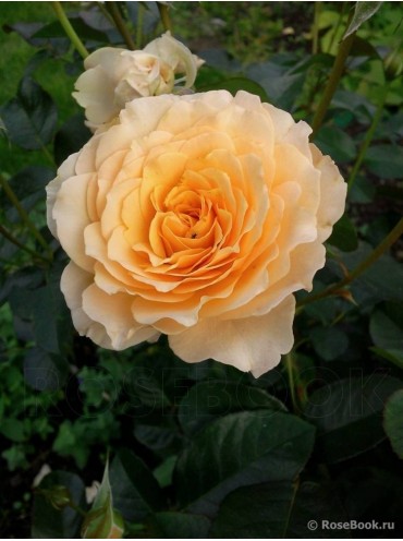 троянда Marjorie Marshall