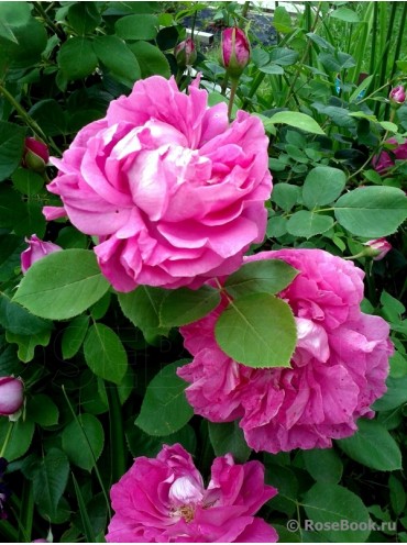 Троянда Поль Нейрон