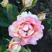 троянда Rose des Cisterciens