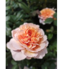 троянда Versigny