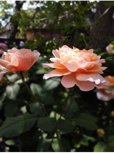 Троянда Версайні