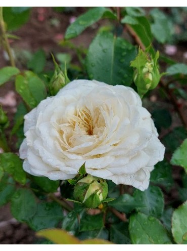 Троянда шраб Вінтер Лодж