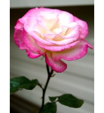 троянда витка Handel, вкс