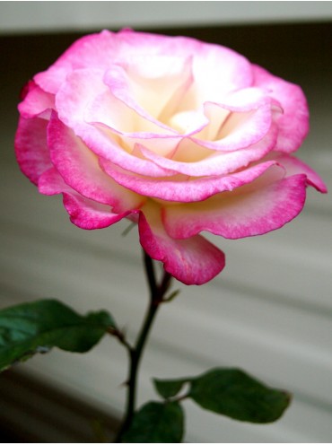 Троянда витка Хендель