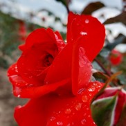Троянда витка Maintower (Мейнтауер)