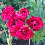 троянда витка  Red Cascade