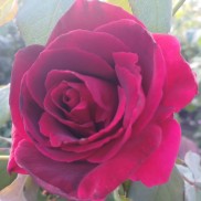 Троянда витка Ред Парфюм
