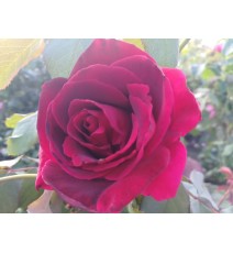 Троянда витка Ред Парфюм