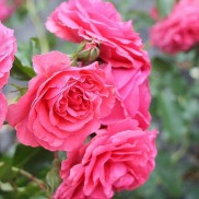 троянда витка Rosarium Uetersen