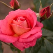 Троянда витка Шогун, вкс