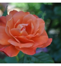Троянда витка Вестерленд
